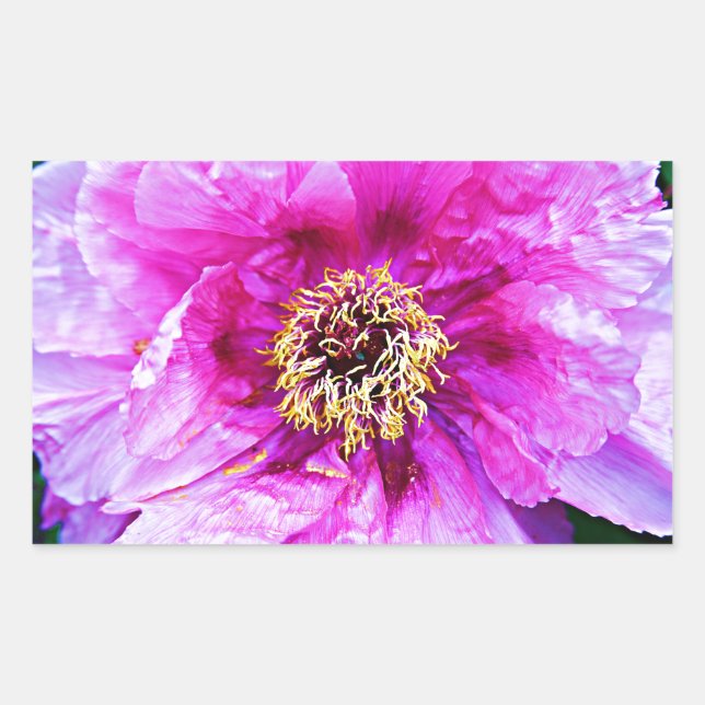 Adesivo Retangular Explosão rosa (Frente)