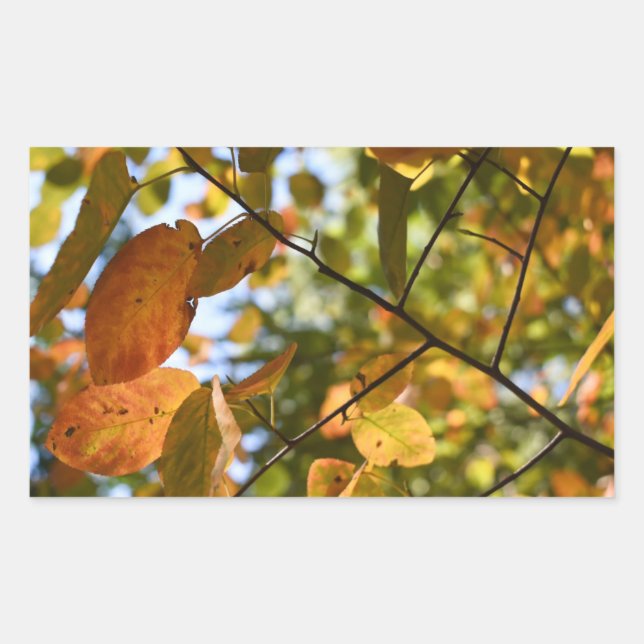 Adesivo Retangular Fall Leaf Autumn Deixa Sky Nature Fotografia (Frente)
