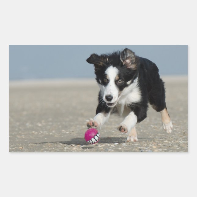 Adesivo Retangular filhote de collie na praia com brinquedo (Frente)
