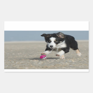 Adesivo Retangular filhote de collie na praia com brinquedo