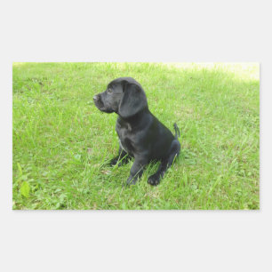 Adesivo Retangular Filhote preto de Labrador Retriever