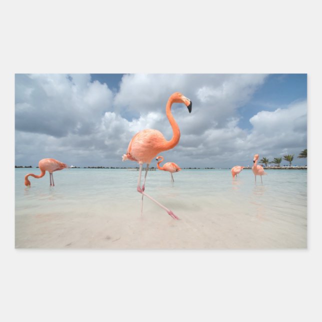 Adesivo Retangular Flamingos Beach Aruba (Frente)