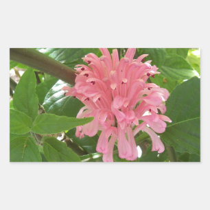 Adesivo Retangular Flor brasileira da pena