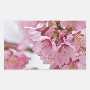 Adesivo Retangular Flor de Cerejeira Sakura Rosa Pálido