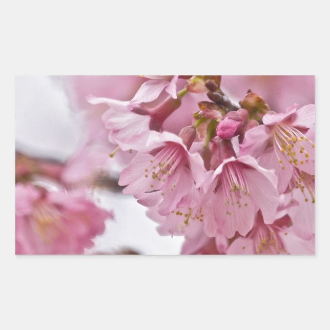 Adesivo Retangular Flor de Cerejeira Sakura Rosa Pálido (Frente)