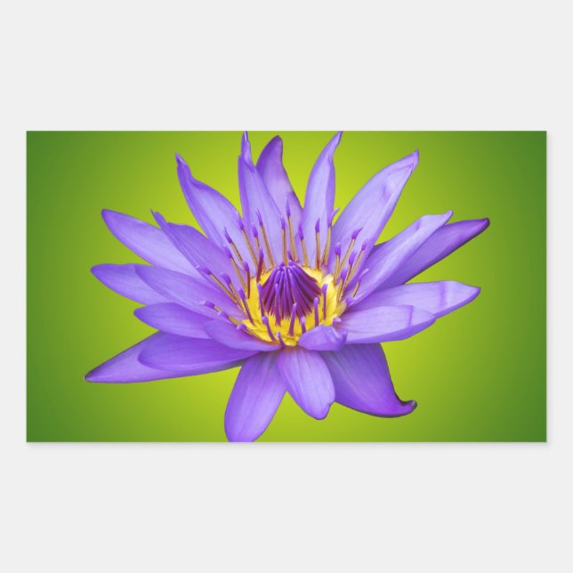 Adesivo Retangular Flor de Nenúfar Lagoa Aquática Flor de Água Roxa (Frente)