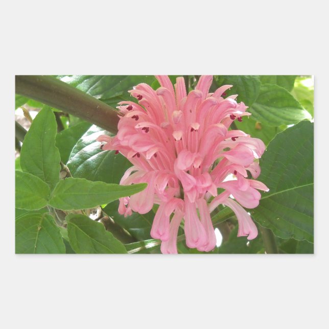 Adesivo Retangular Flor de pluma brasileira (Frente)