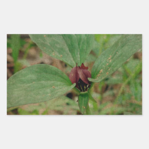 Adesivo Retangular Flor de trilho