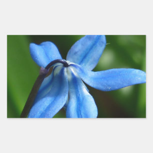Adesivo Retangular Flor do Bluebell