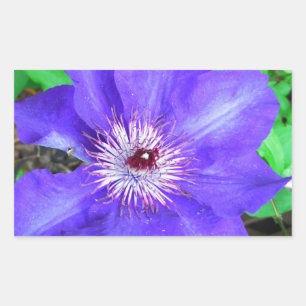 Adesivo Retangular Flor do Clematis roxo