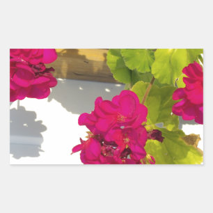 Adesivo Retangular Flor floral cor-de-rosa bonito Geranium