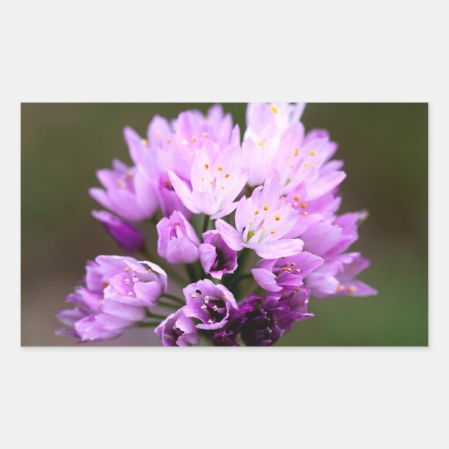 Adesivo Retangular Flor Selvagem (Frente)