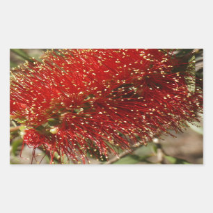 ADESIVO RETANGULAR FLOR VERMELHA AUSTRÁLIA DA ÁRVORE DA ESCOVA DE