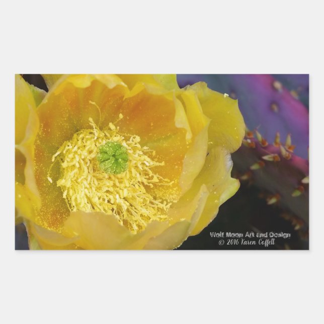 Adesivo Retangular Flores amarelas de pera púrpura da opuntia cacto (Frente)