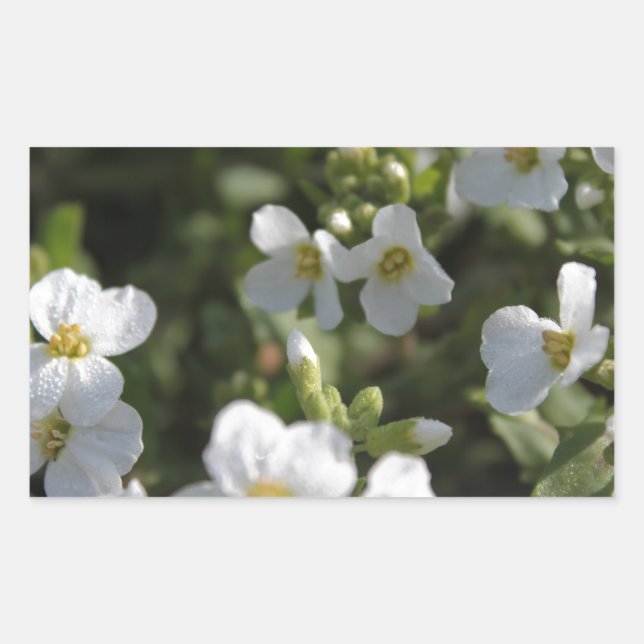 Adesivo Retangular Flores brancas frescas do Verão e folhas verdes (Frente)