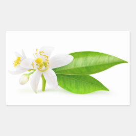 Adesivo Retangular Flores de árvore laranja