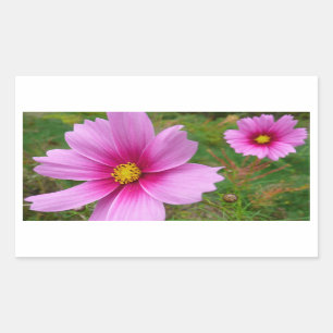 Adesivo Retangular Flores de Cosmos Rosa Flores Selvagens