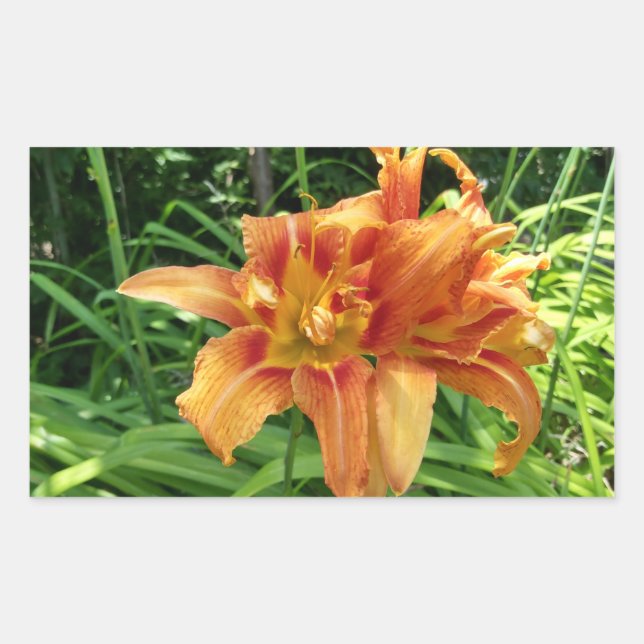 Adesivo Retangular Flores de Hemerocallis Laranja Horizontal (Frente)