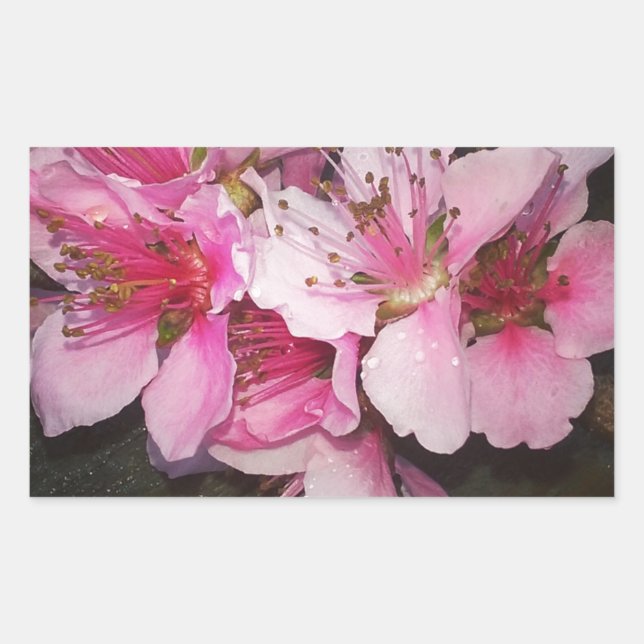 Adesivo Retangular Flores de Pessegueiro (Frente)