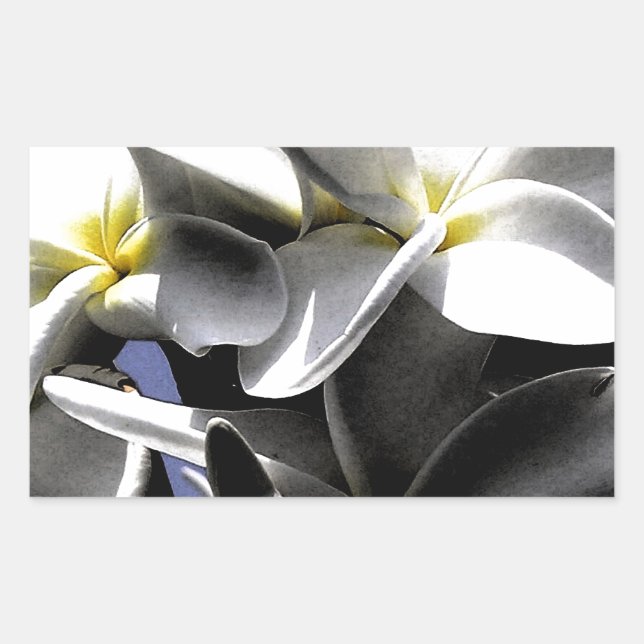 Adesivo Retangular Flores de Plumeria Artística (Frente)