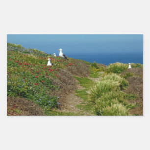 Adesivo Retangular Flores e gaivotas na Ilha Anacapa