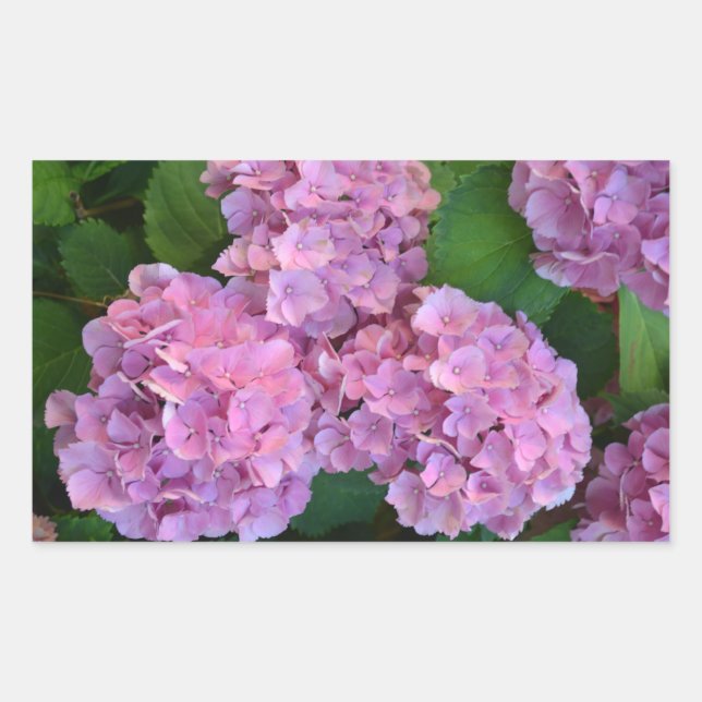 Adesivo Retangular Flores rosa pastel Hortensia hydrangea (Frente)