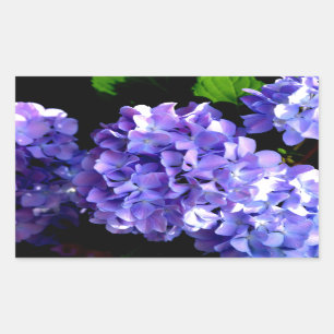 Adesivo Retangular Flores roxas profundas Elegantes hydrangeas