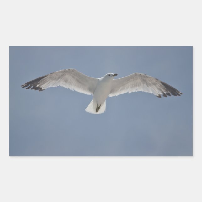 Adesivo Retangular Foto de gaivota (Frente)