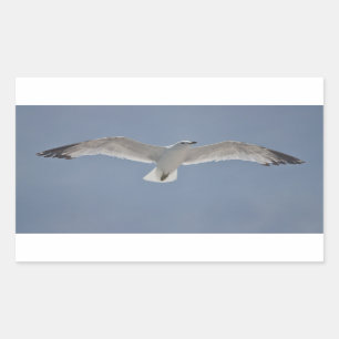 Adesivo Retangular Foto de gaivota