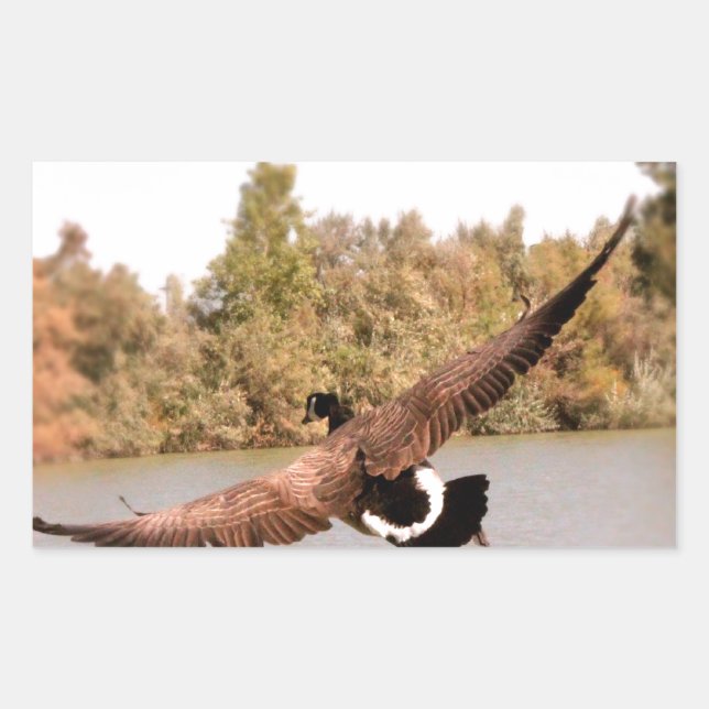 Adesivo Retangular foto de pato voando sobre a água (Frente)