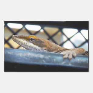 Adesivo Retangular Foto de Sunning Green Anole Lizard