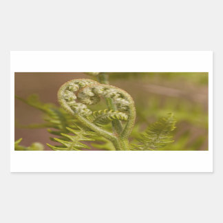 Adesivo Retangular Foto do Coração Fern Fiddlehead