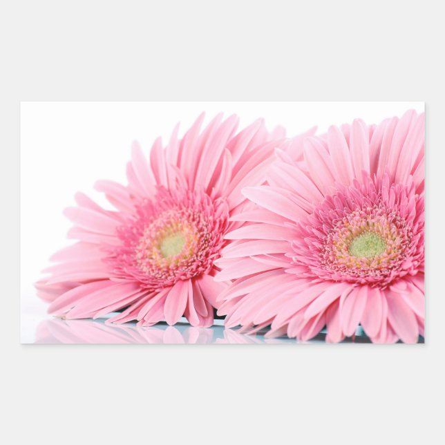 Adesivo Retangular Foto Elegante Rosa Gerbera Daisies (Frente)