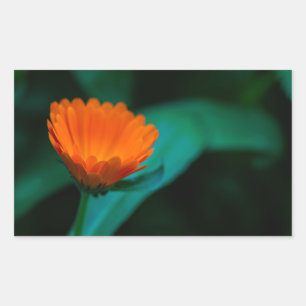 Adesivo Retangular Fotografia da Flor de Margarida Laranja