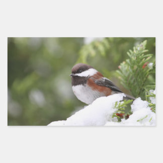 Adesivo Retangular Frango em neve em uma árvore cedra