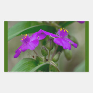 Adesivo Retangular Fuchsia Spiderwort Gêmeos de flor selvagem present