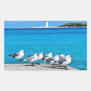Adesivo Retangular Gaivotas, Nassau, Bahamas 