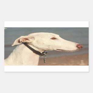 Adesivo Retangular Galgo galgo