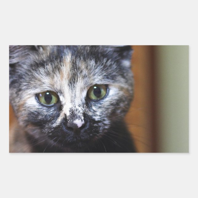 Adesivo Retangular Gatinho branco e preto (Frente)