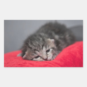 Adesivo Retangular Gatinho pequeno