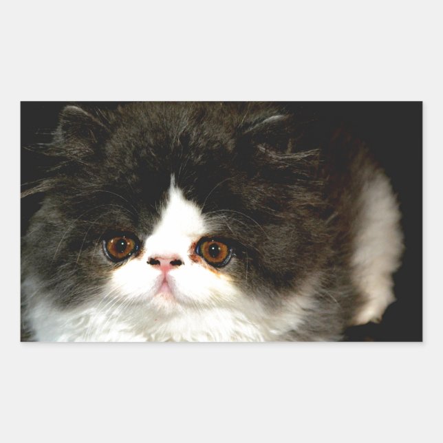 Adesivo Retangular Gatinho Preto e Branco (Frente)