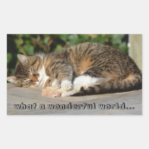 Adesivo Retangular Gatinho sonolento