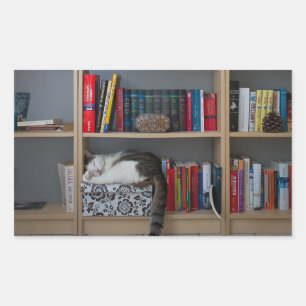 Adesivo Retangular Gato bonito que dorme em livros da biblioteca da