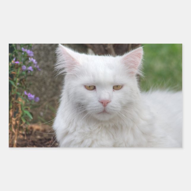 Adesivo Retangular Gato Branco Sério (Frente)