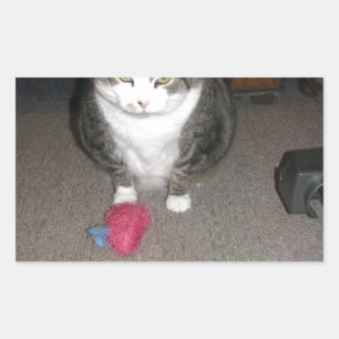 Adesivo Retangular Gato de gordura rabugento Não é divertido