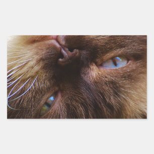 Adesivo Retangular gato fofo animalzinho ronronar miar olhos rosto ma