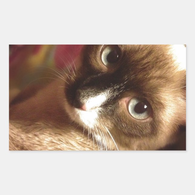 Adesivo Retangular Gato Marrom Bonito (Frente)