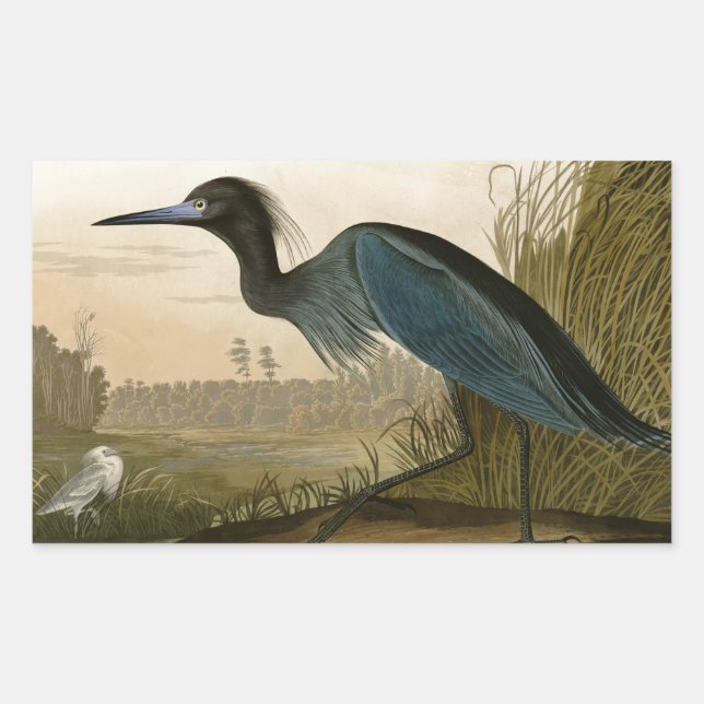 Adesivo Retangular Gaveta Garça Azul Audubon Impressão Arte Costeira (Frente)