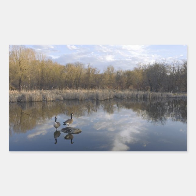 Adesivo Retangular Geese Perch no Parque de West Santo Paul (Frente)