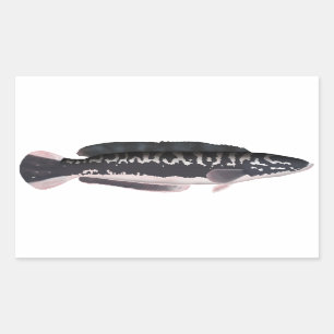 Adesivo Retangular Giant Snakehead